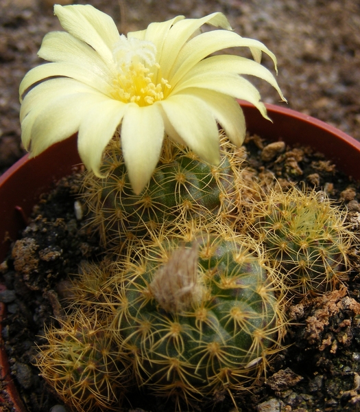 pumila . v . heliosa                              5