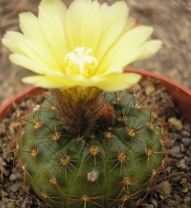 pumila . v. aquatica  pr 63                5