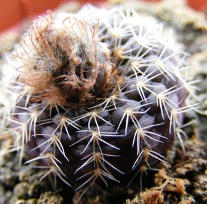 pygmaea . v . dadakii  kh 966