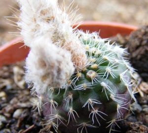 pygmaea . v . grandiflora  sch 64