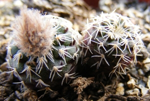 schillinzyana.p 441