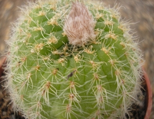 ungespina