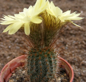 alacriportana . v . itapoensis  gf 88                            