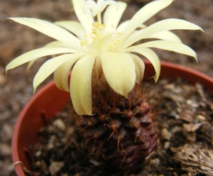 angelesii                                             5