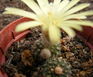 pygmaea  pr 873                                      5