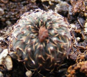 astaneoides  pr 71 ( , v . albicarpa