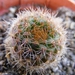 friedrichii.                                                  2