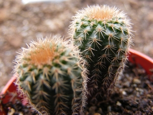 fulviseta  wg 59