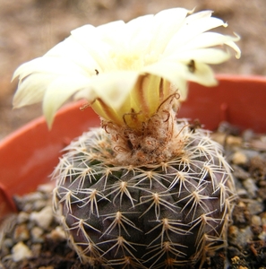perumbicata  gf 476                                              