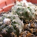 pumila    lb 2306 ( margerita  sante fe )