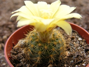 pumila. v . heliosa                                              