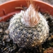 pygmaea    kh 482 ( parelle )