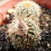 pygmaea   kh 894 ( meseta de artigas )