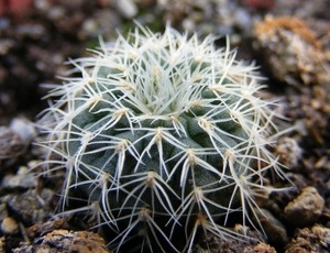 pygmaea. v . bagensis  fs 472