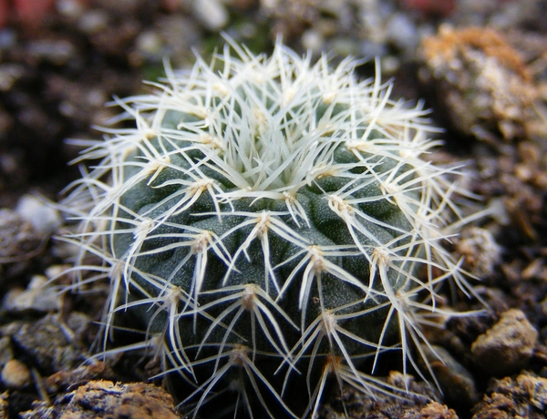 pygmaea. v . bagensis  fs 472