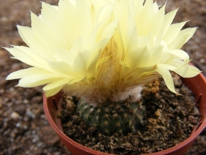 pygmaea. v . grandiflora  sch 64                                 