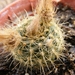 tenuissima. v . albisetosa    hu 508