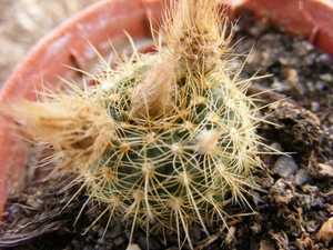 tenuissima. v . albisetosa    hu 508