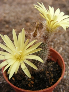 gracillima. v . viridirubra                                      