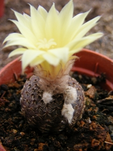 phaeodisca                                               6