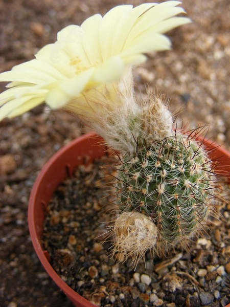 pygmaea. v . afilarensis    kh 433 ( piedras de afliar )         