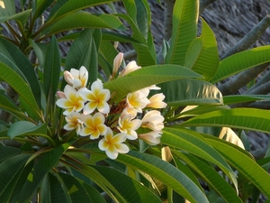 P1010179