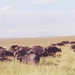 buffels