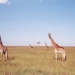 giraffen