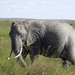 masai mara