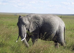 masai mara