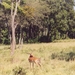 thompsongazelle