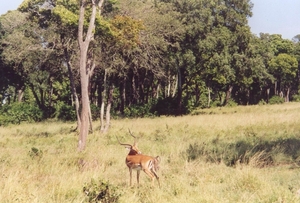 thompsongazelle