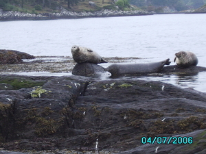 zeehonden