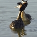 20080428 balts9726 copy
