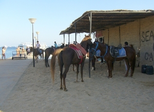 P1010048