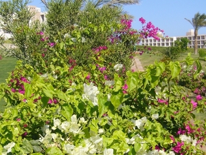 P1010087