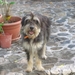 de nieuwe hond