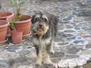 de nieuwe hond