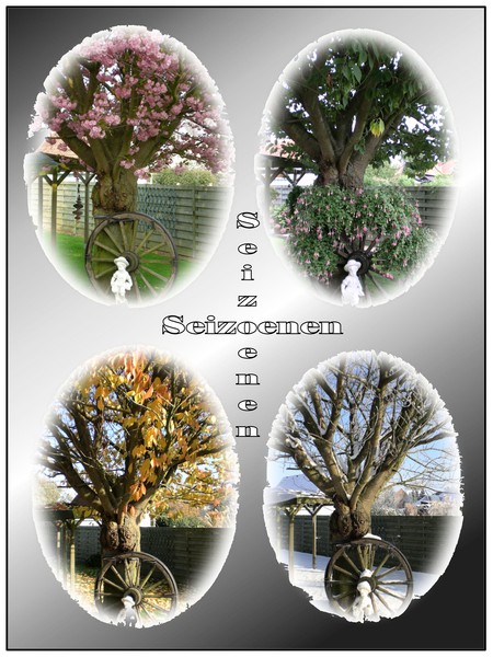 Seizoenen in mijn tuin.