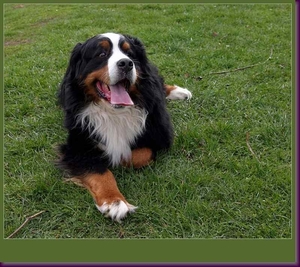 berner senner