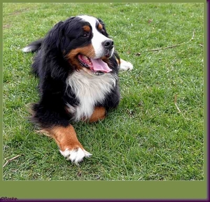 berner senner