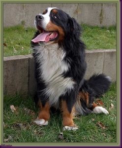 berner senner
