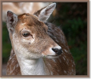 bambi