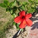 Hibiscus in volle bloei