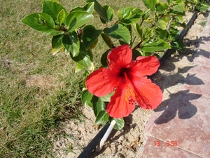 Hibiscus in volle bloei