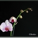 orchide