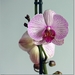 orchidee2