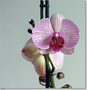 orchidee2