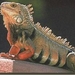 groene_leguaan