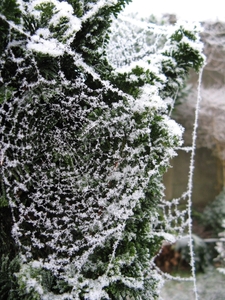 Spinneweb